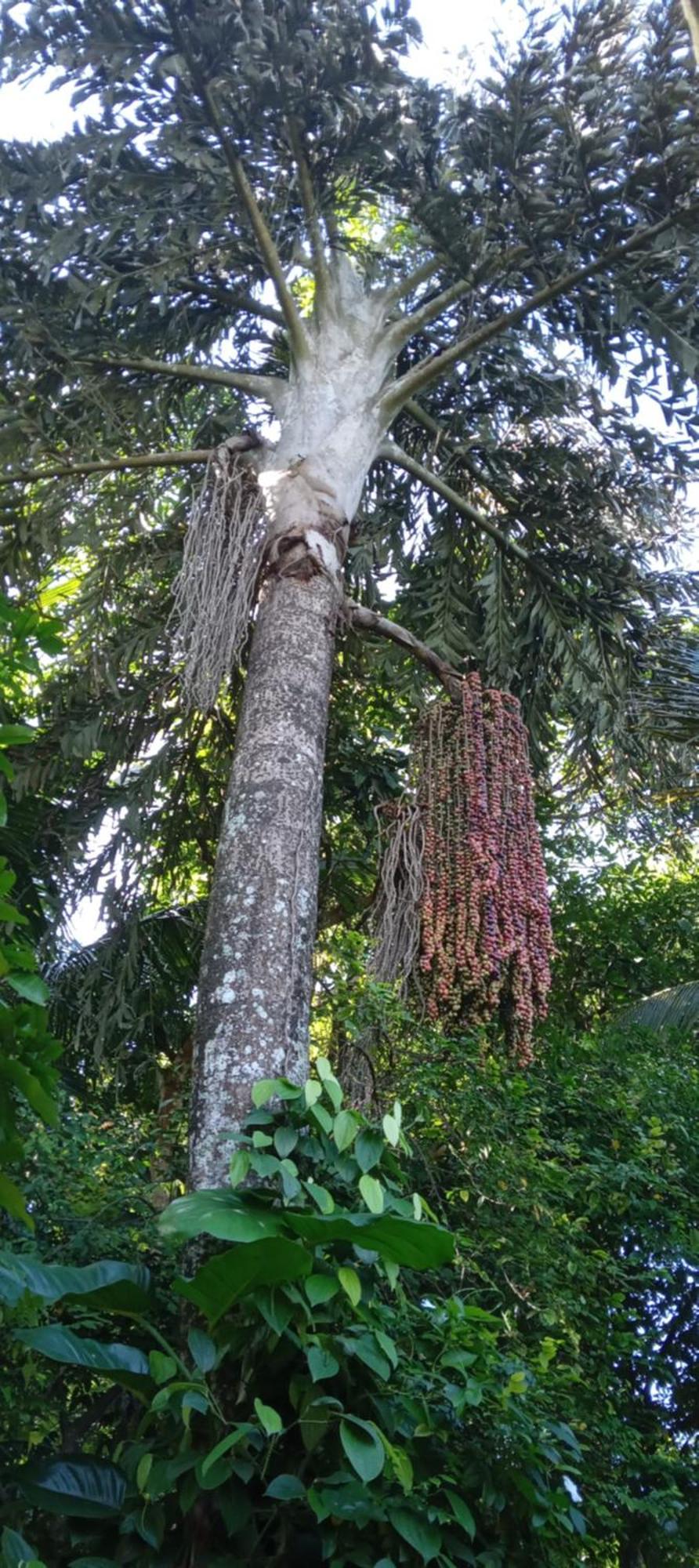 The Tenthola Kandy Cameră foto